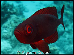 Glass eye by Cigdem Cooper 